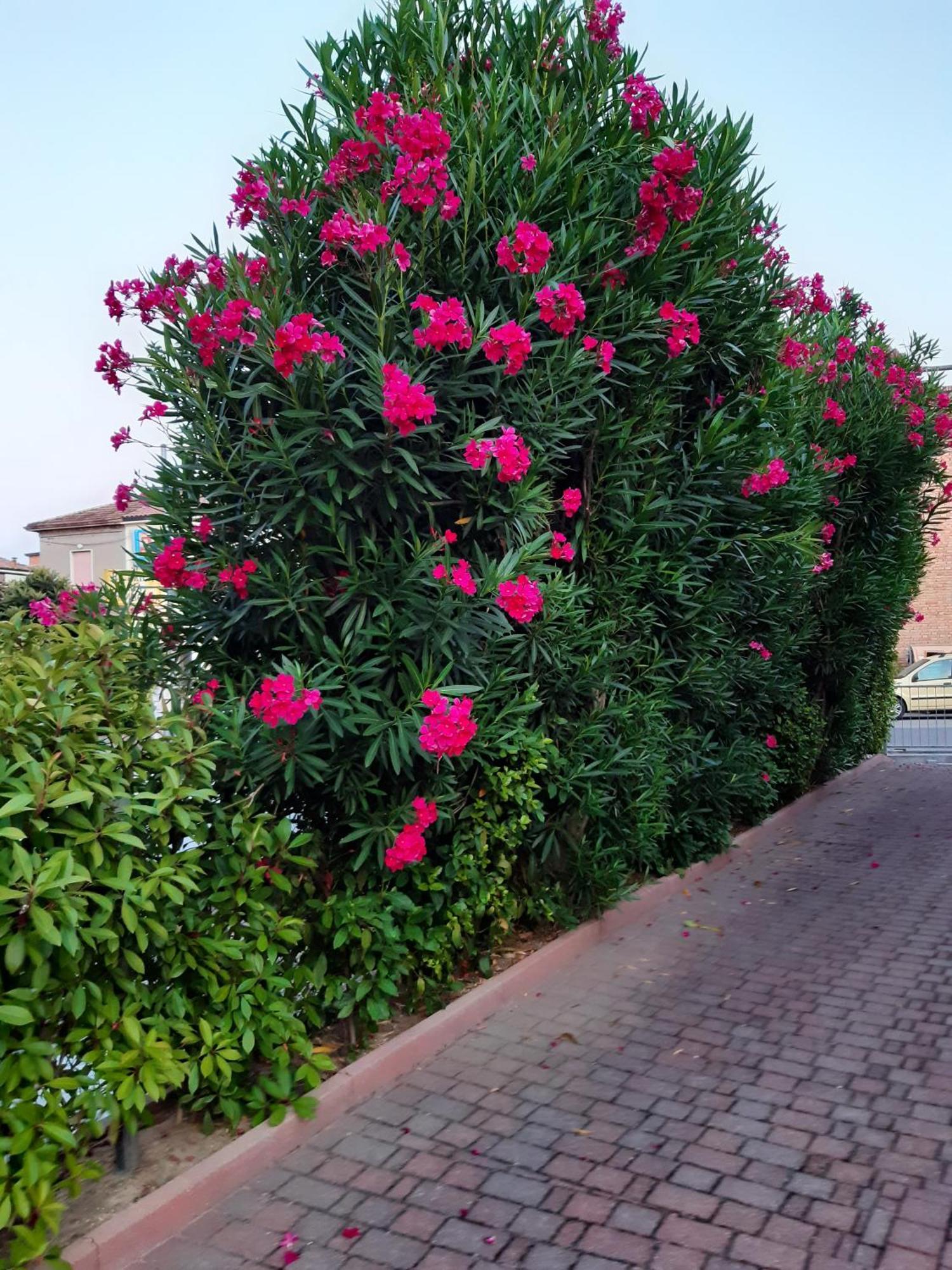 Bed and Breakfast La Casina Gambettola Esterno foto